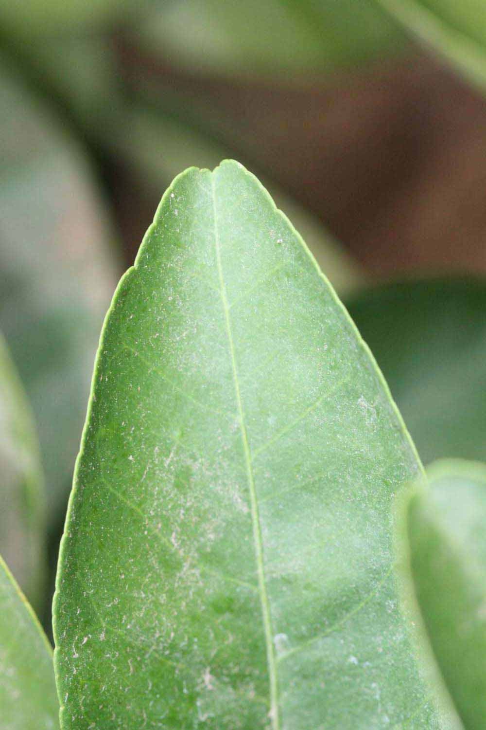              Margin (Riverside, CA)       